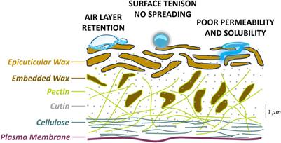 Designing payload and spaceflight operations for plants from extreme terrestrial environments